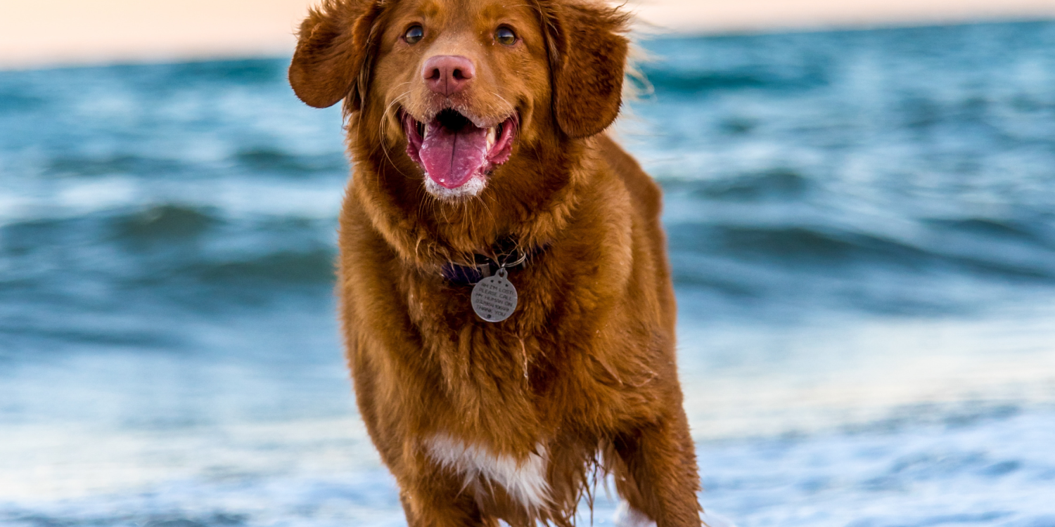 System Rewrite and Enhancement for a Major Online Pet Store