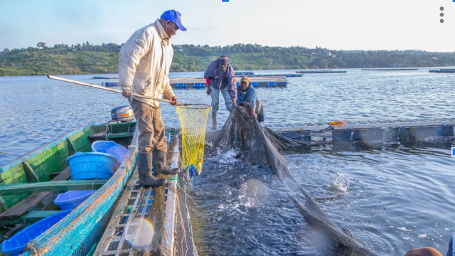 Thumbnail for Aquarech