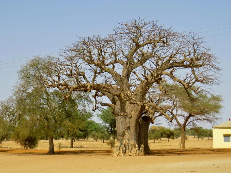 An image of a baobab tree