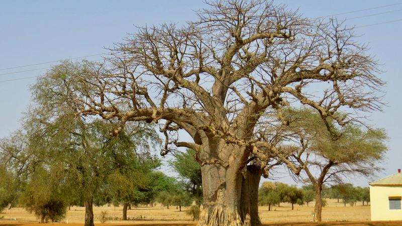 An image of a baobab tree