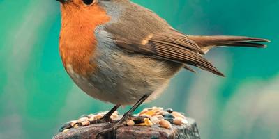 Alergias Alimentarias en la Edad Pediátrica