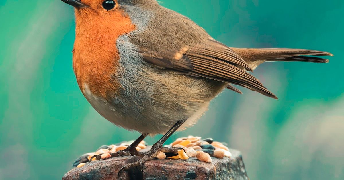 Alergias Alimentarias en la Edad Pediátrica