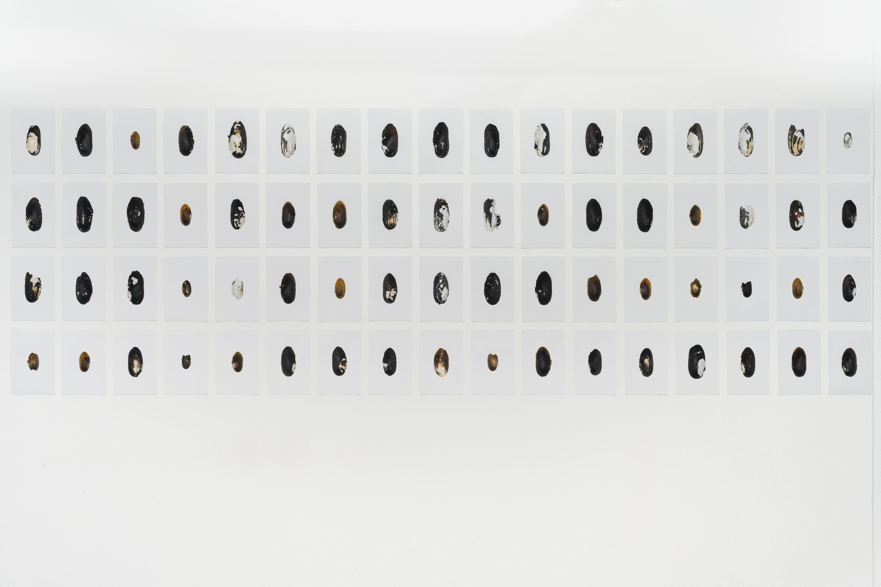 호롤롤로 사이트 (Installation view)
