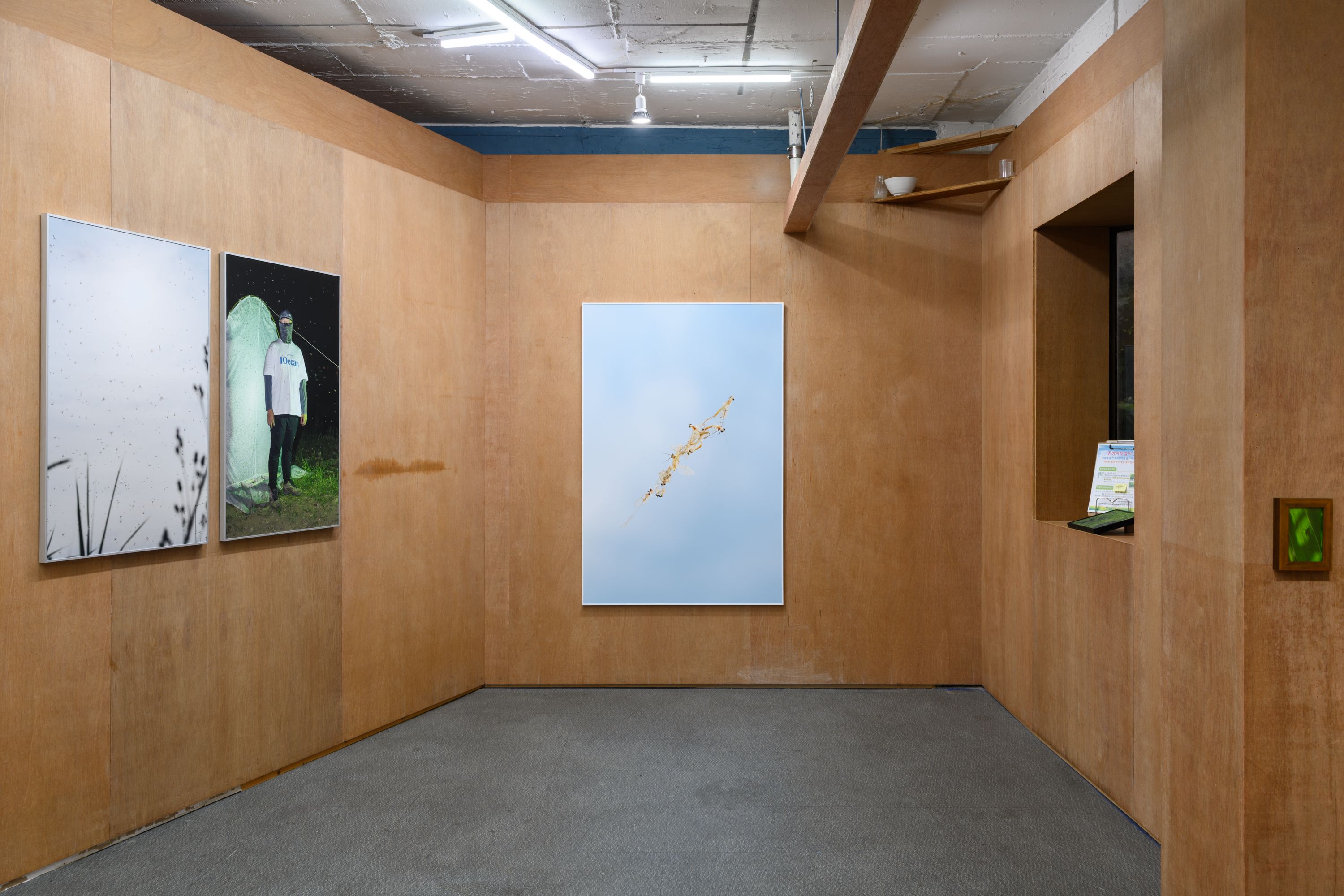 호롤롤로 사이트 (Installation view)
