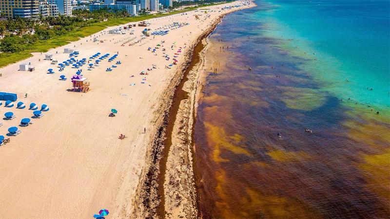 Miami-Dade Prepares for Seaweed Season – County to Purchase Weed Harvestor Boats