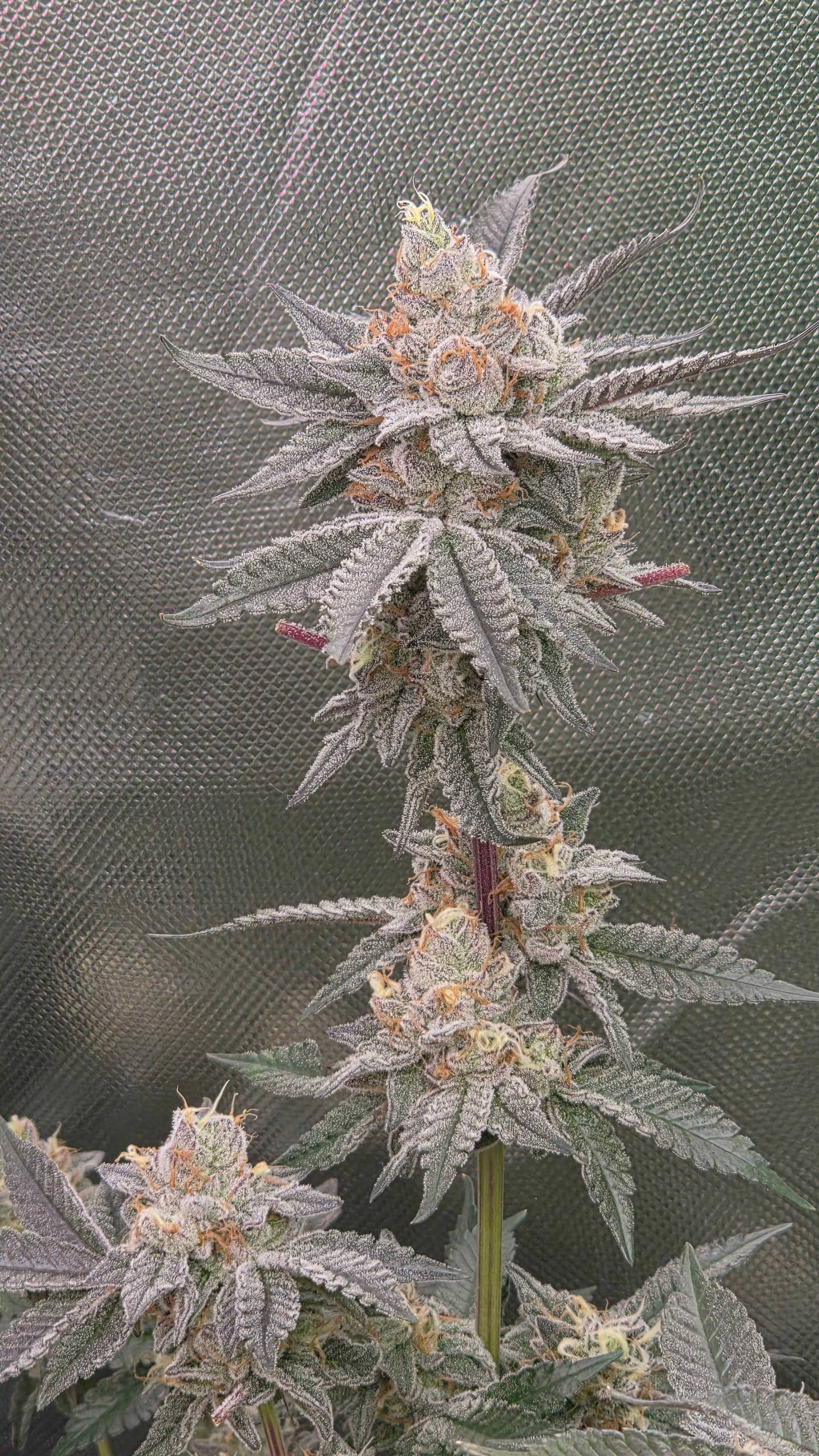 Apple Fritter — Кадр 6
