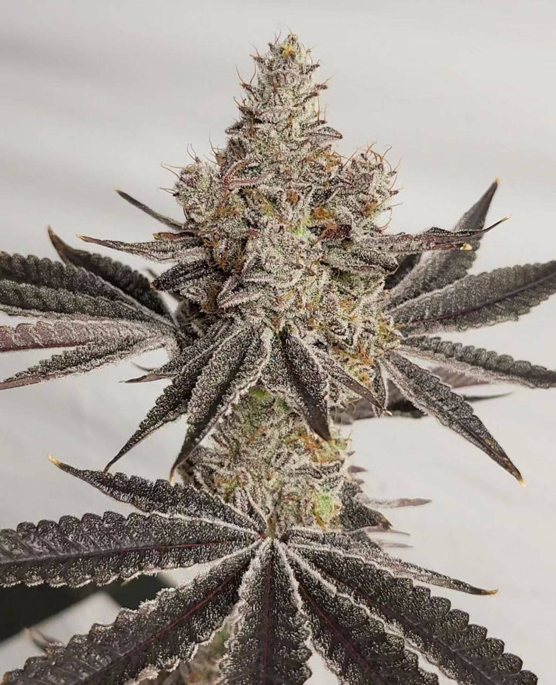 Apple Fritter — Кадр 3