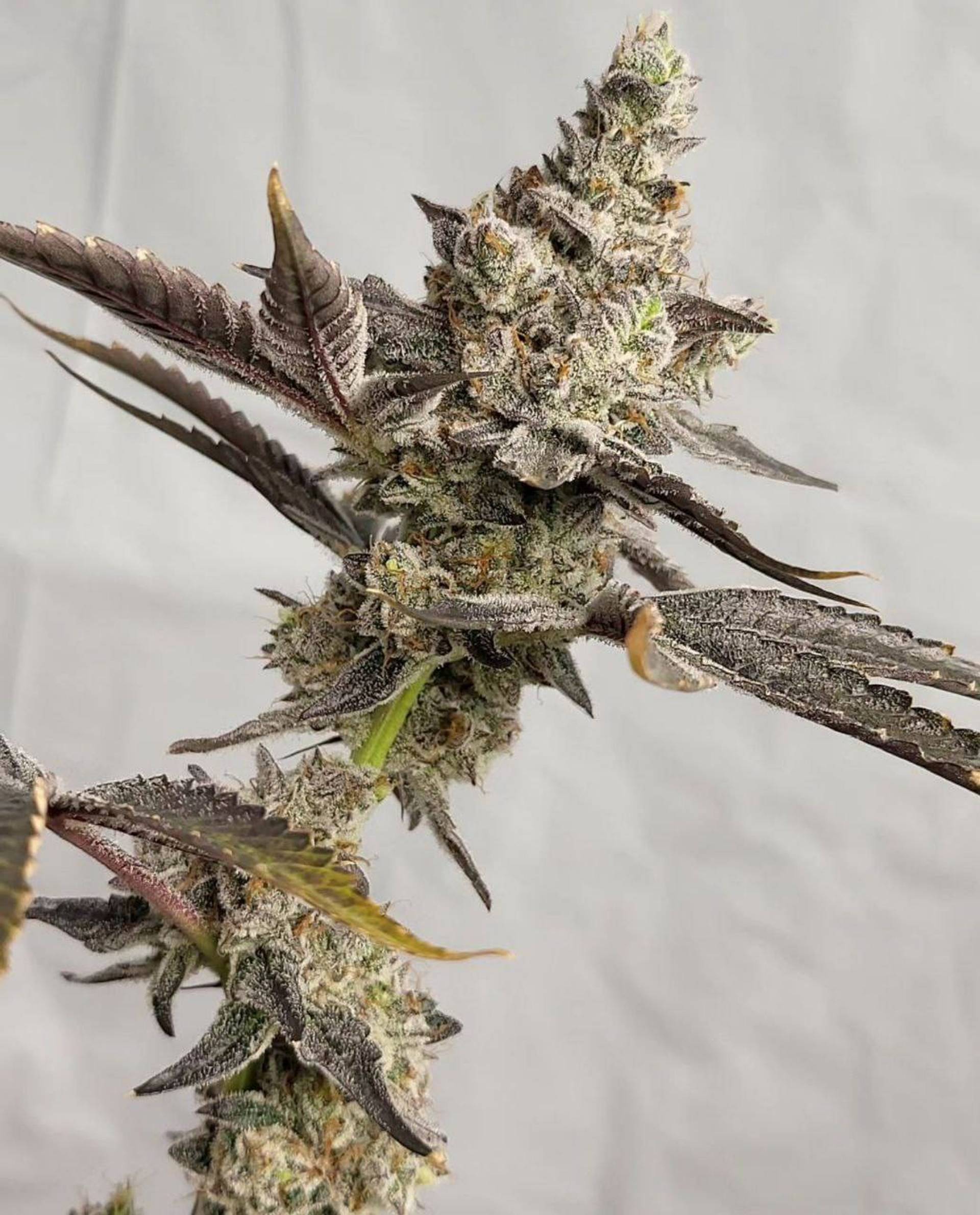 Apple Fritter — Кадр 4