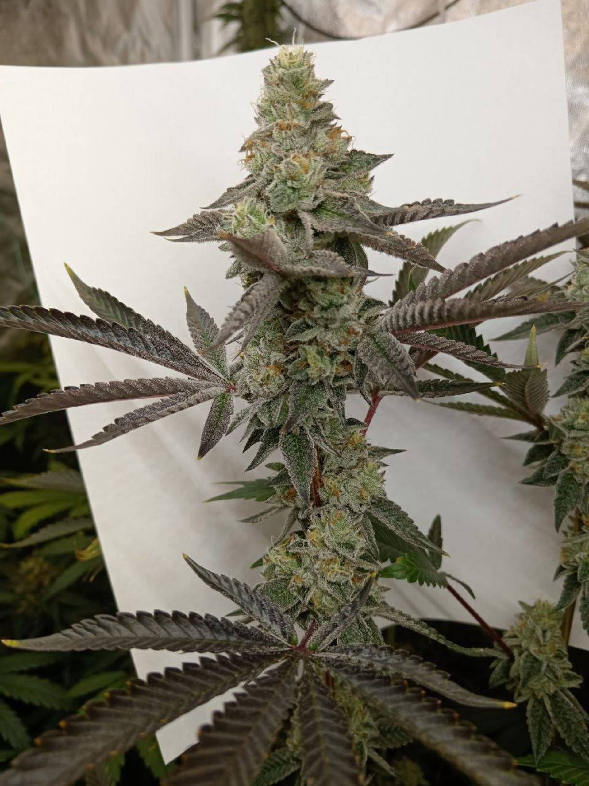 Apple Fritter — Кадр 5