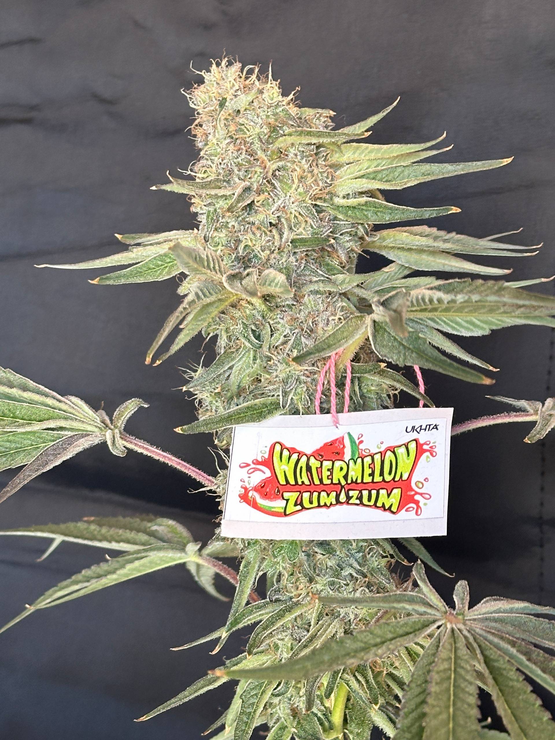 Watermelon ZumZum — Кадр 4