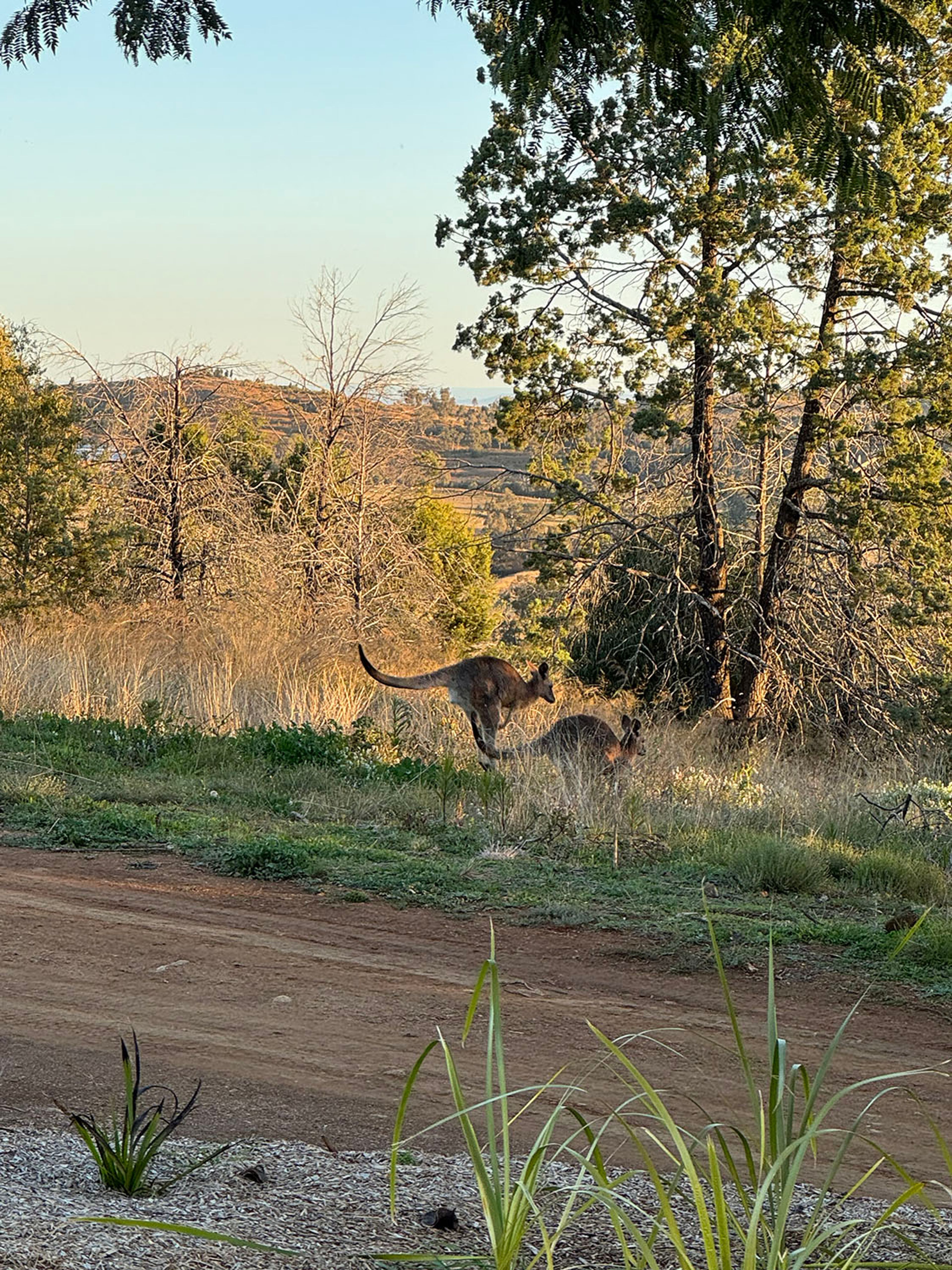 Kangaroos at Wilderluxe Lake Keepit