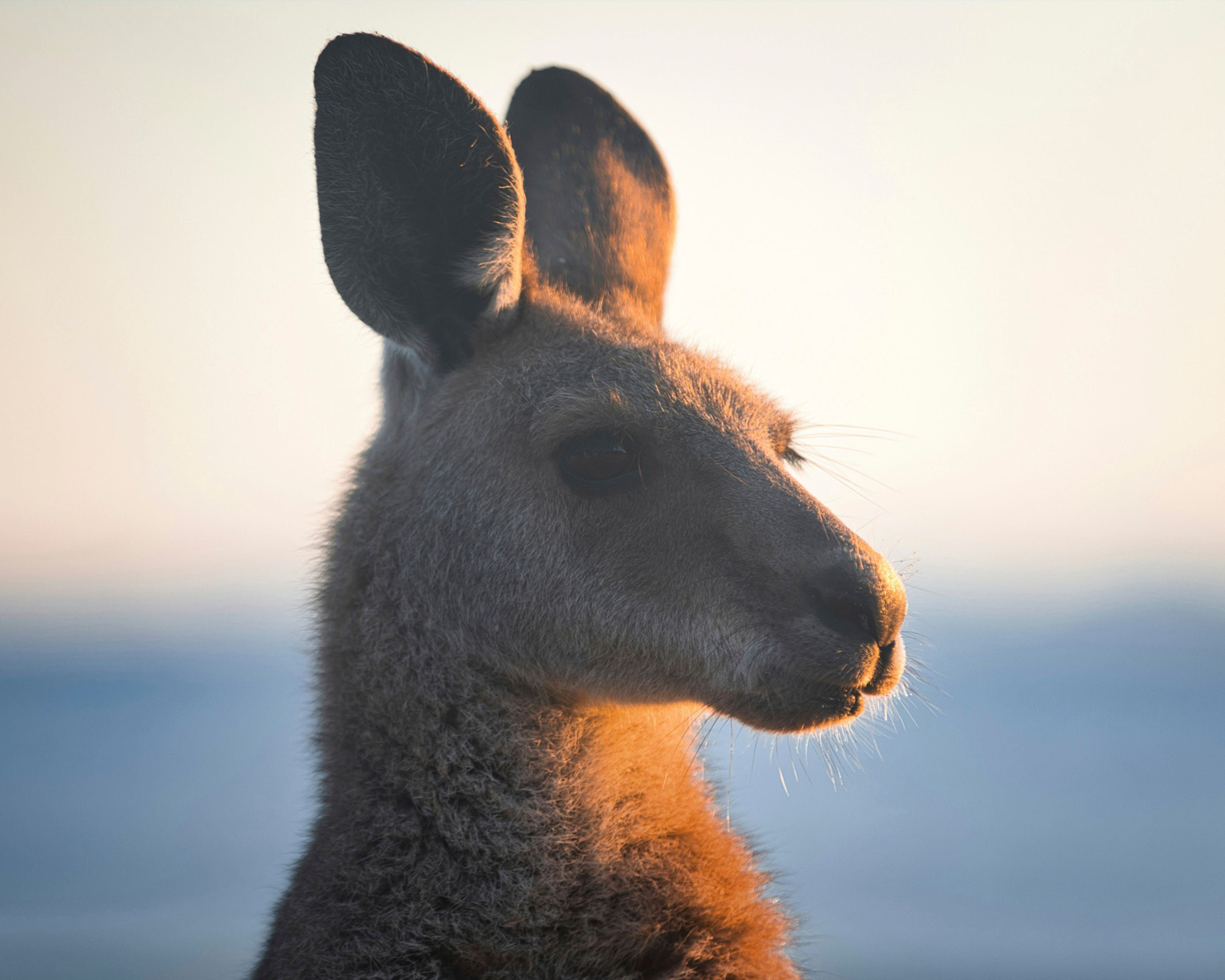 Wilderluxe Lake Keepit - kangaroo