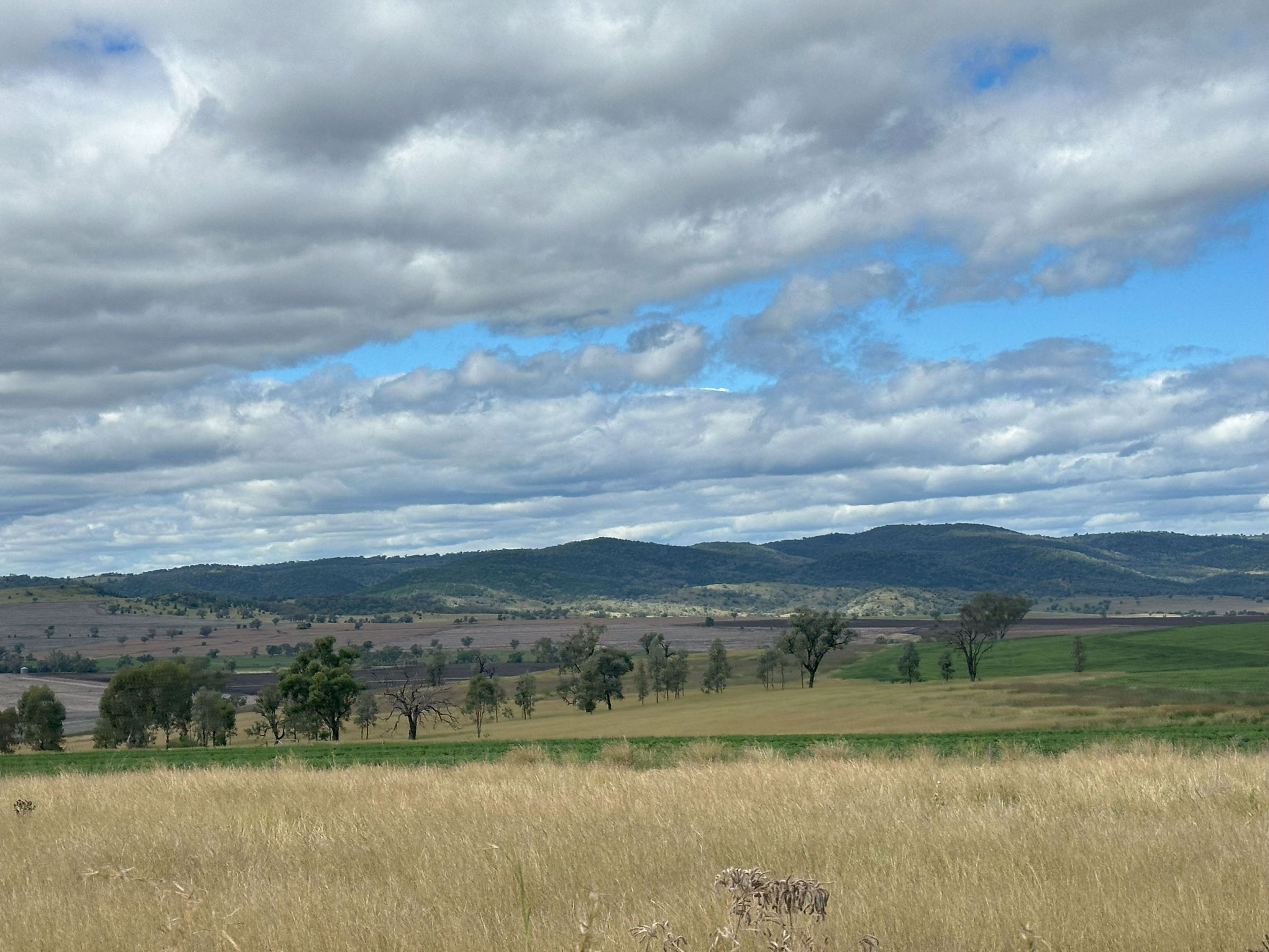 Driving NSW