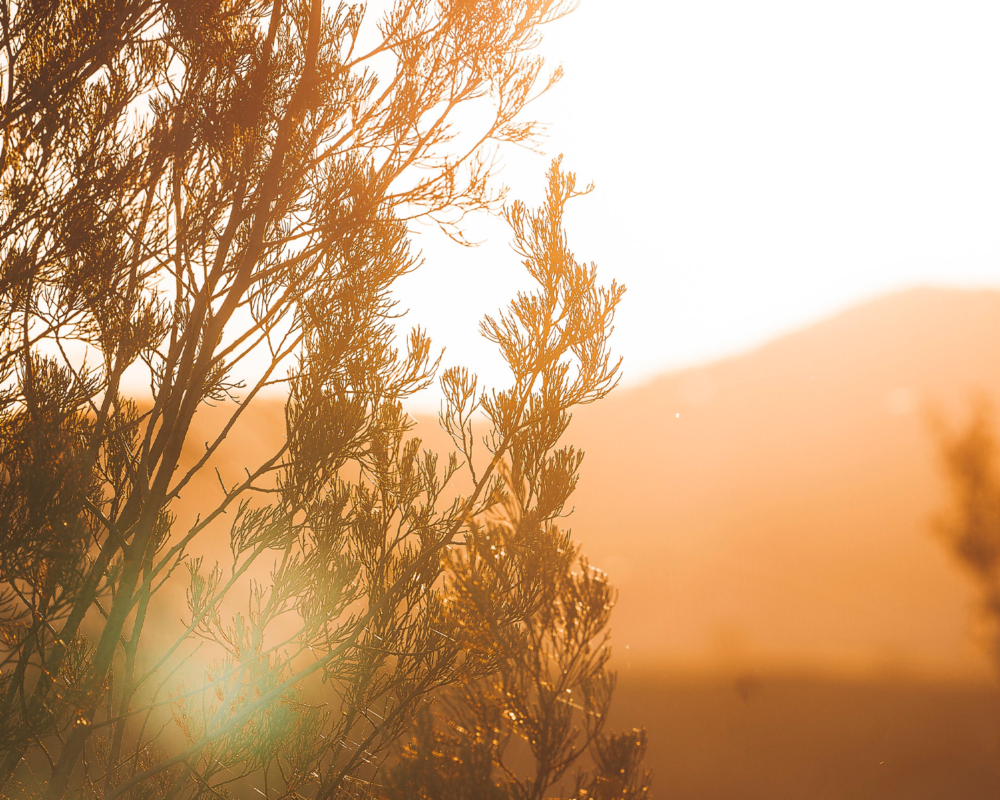 Wilderluxe nature shot