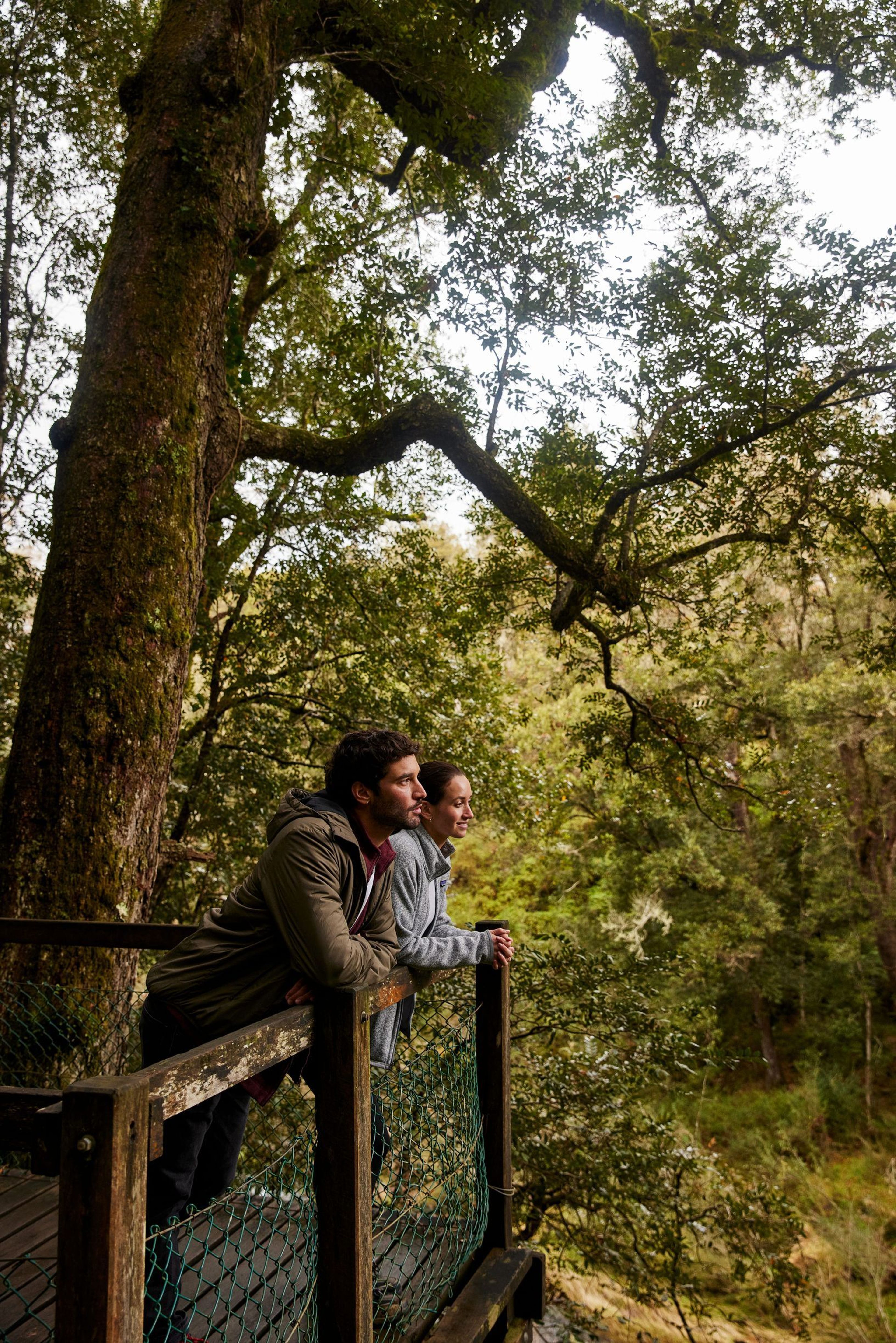 Dangar Falls, Dorrigo - Destination NSW