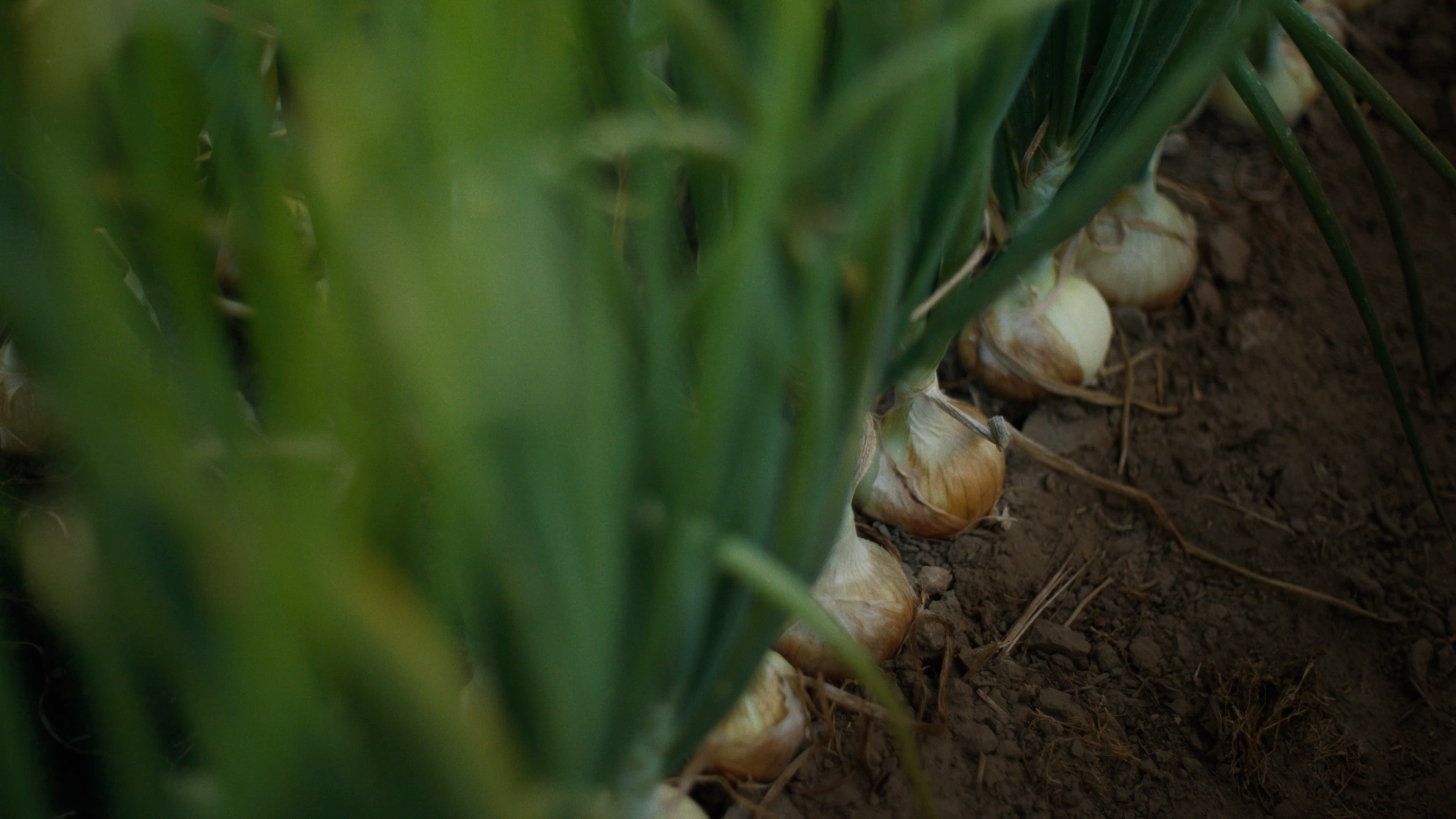 A decorative image from Usal Project