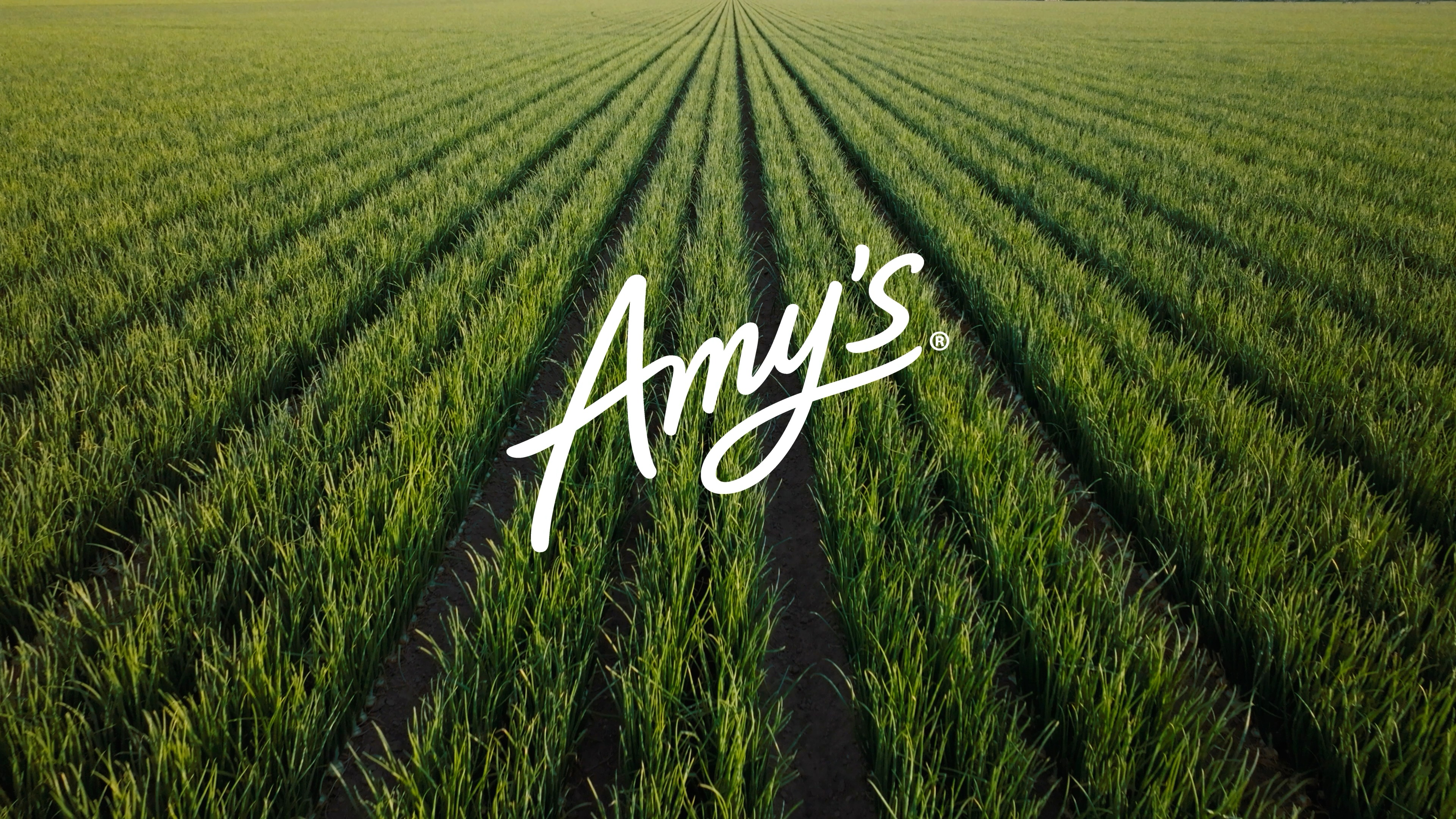 A decorative image from Usal Project