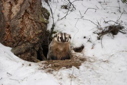 Badger peeking out of a burrow