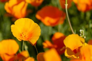California poppy, California state flower