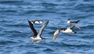 Manx shearwater birds