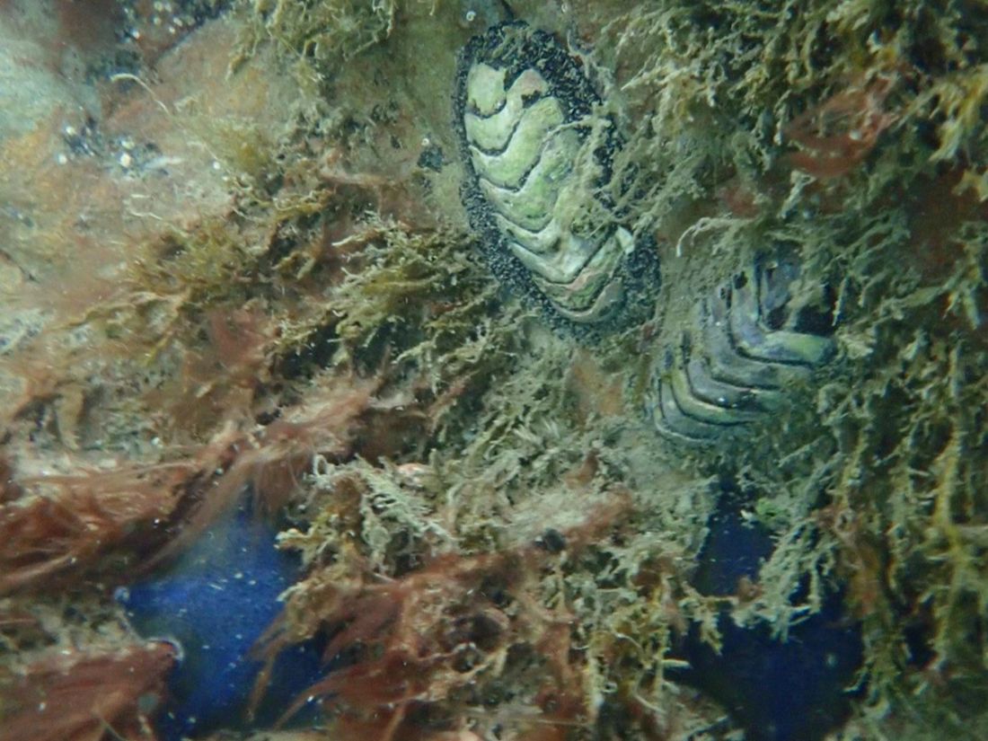 Subtidal Reef Enhancement Block Survey