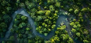 Aerial view of a forest with a stream curving through through the trees