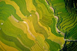 Aerial view of green fields