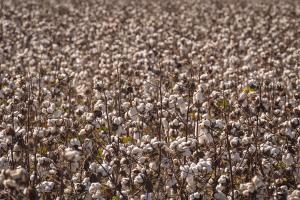 cotton