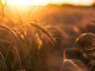 Wheat field