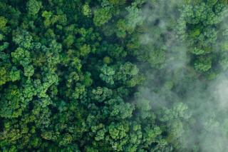 Birds eye view of a forest with fog