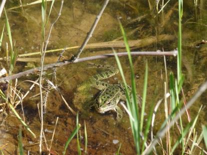 Northern Leopard frog in pond