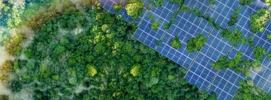 Solar panels next to dense greenery