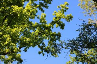 Oak tree leaves against a blue sky