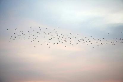 Migratory birds flying