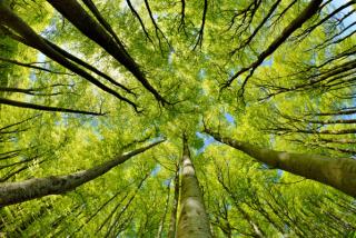 Beech Trees Forest in Early Spring, from below, fresh green leaves