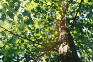 Looking up at a tree, with the sunlight coming through the leaves
