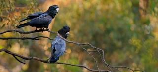 Pair of two red-tailed black cockatoo, native to Australia