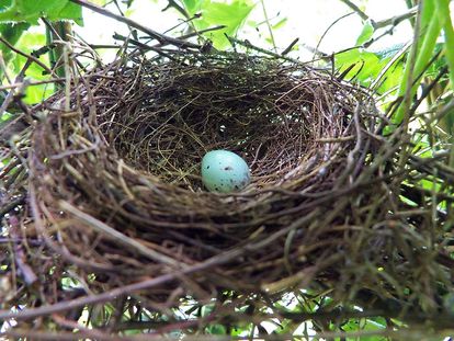 Sparrow nest with single blue egg