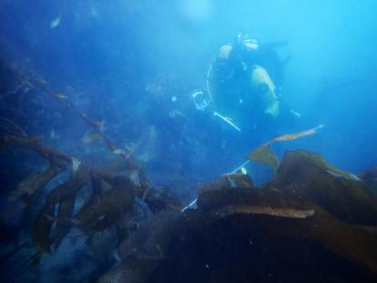 Diver monitoring underwater farm