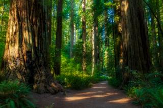 California redwoods, California disclosure