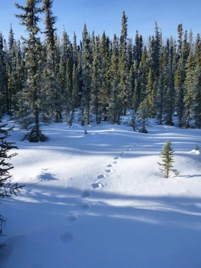 Canada Lynx tracks leading into a snowy forest 