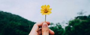 hand holding out a yellow flower