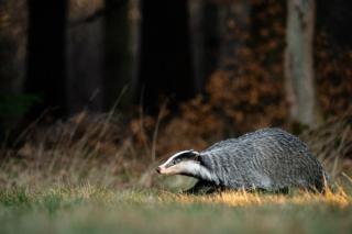 A Eurasian badger moves cautiously across a grassy clearing at the edge of a dense forest. Its distinctive black-and-white markings stand out against the deep green backdrop of woodland vegetation