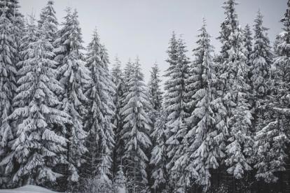 Pine trees coated in snow