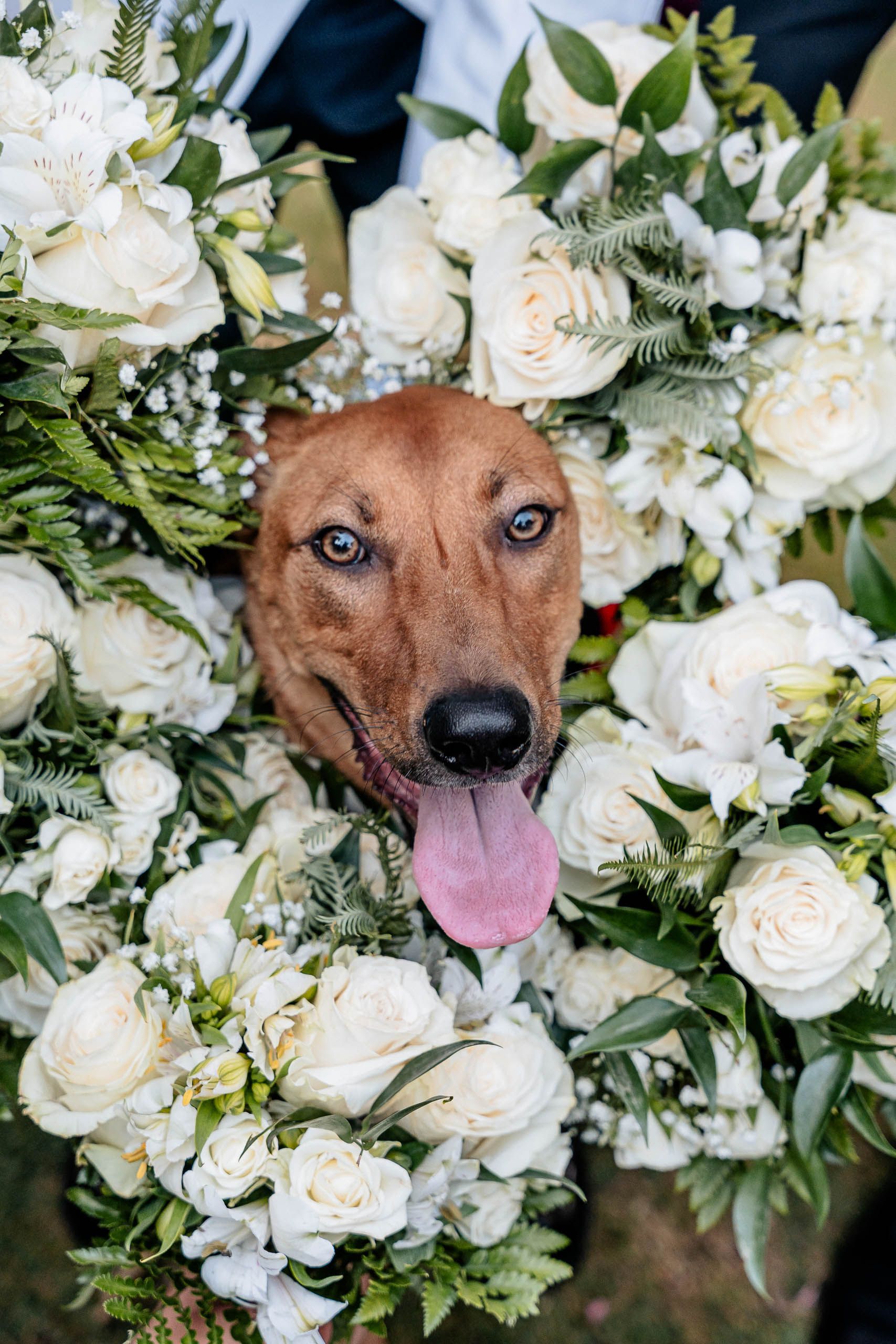 Dog surrounded by white wedding flowers at Daniel and Kendra’s wedding at Ir-Razzett L-Abjad in Malta.