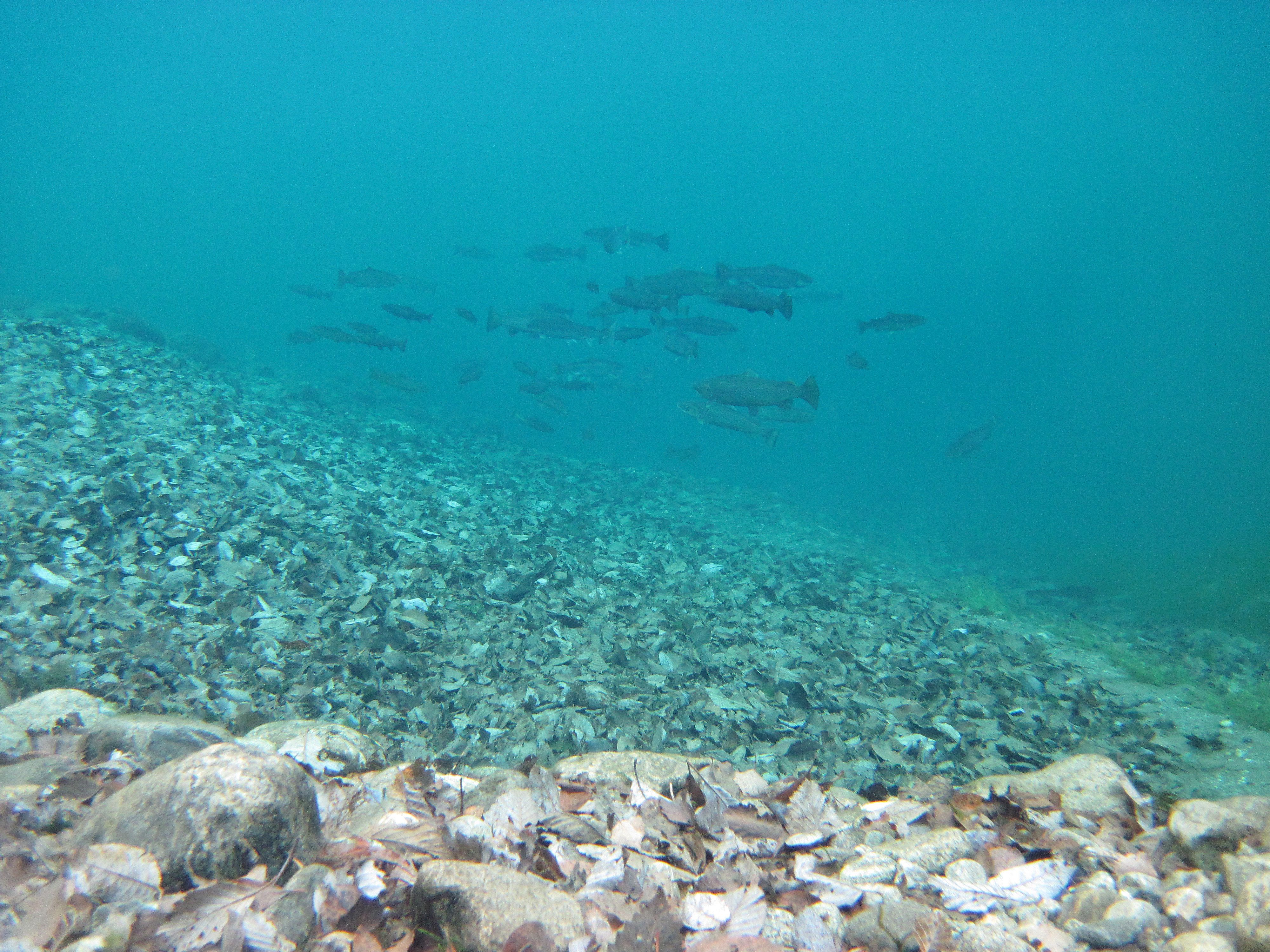 Sjøaure Aurland des 2012