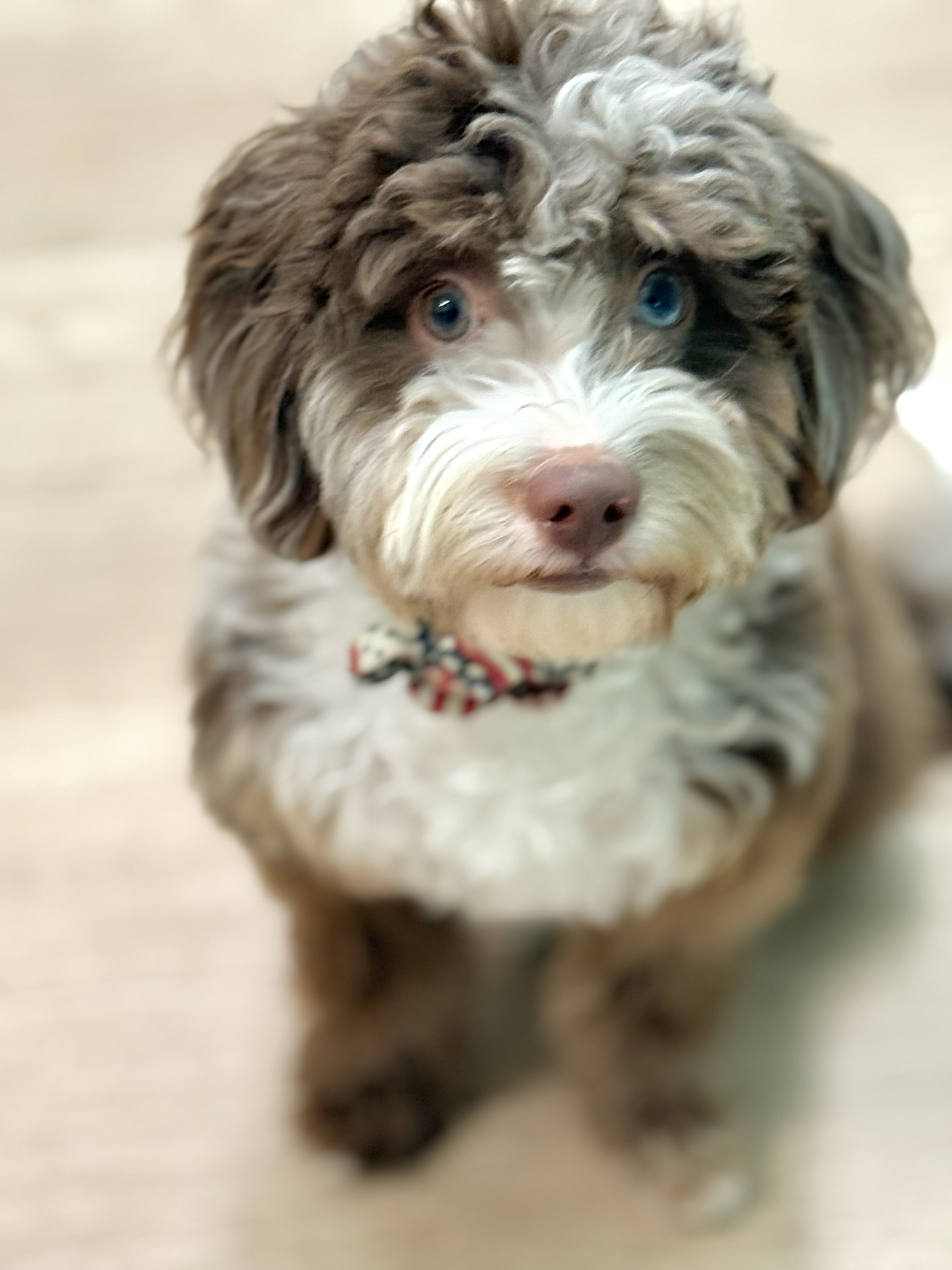 a brown and white dog with blue eyes looks at the camera
