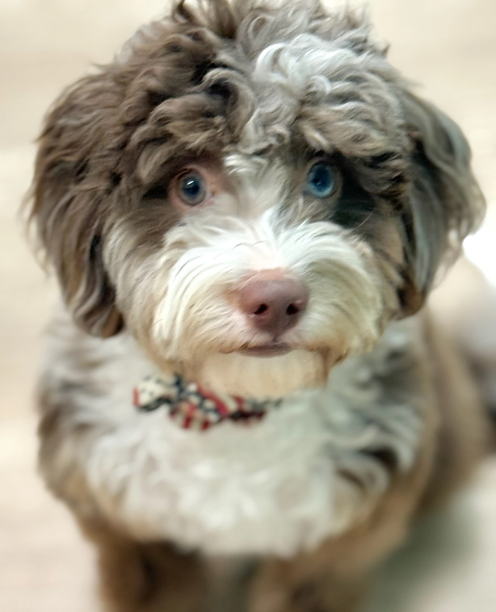 a brown and white dog with blue eyes looks at the camera