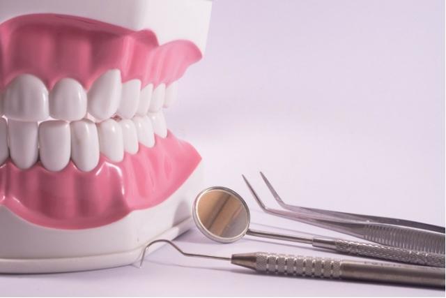 a model of a person 's teeth and dental instruments on a white surface .