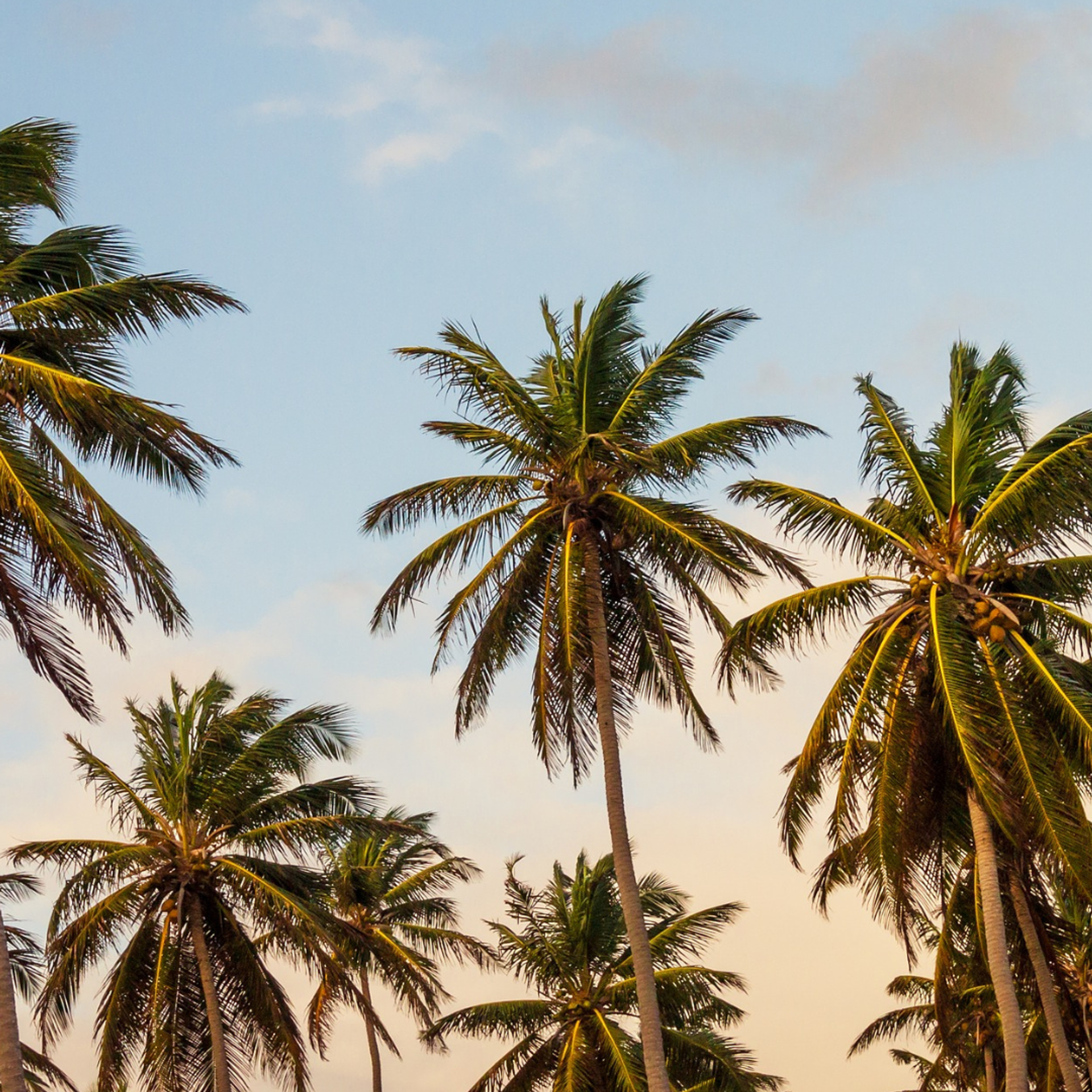 Palm Trees